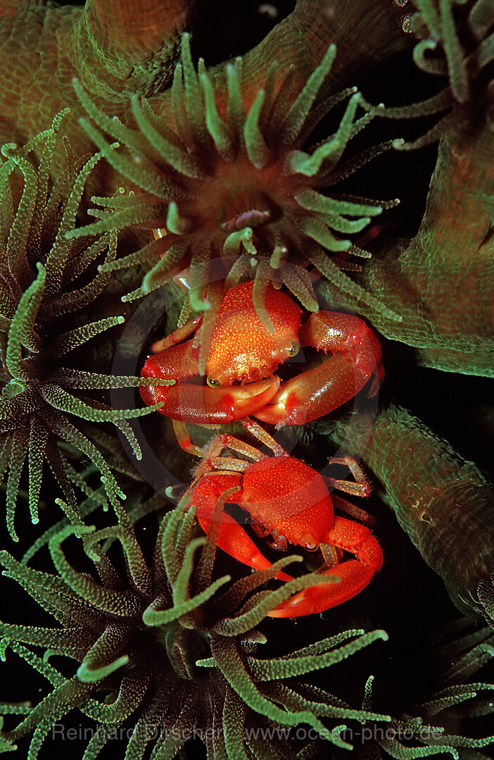 coral crab