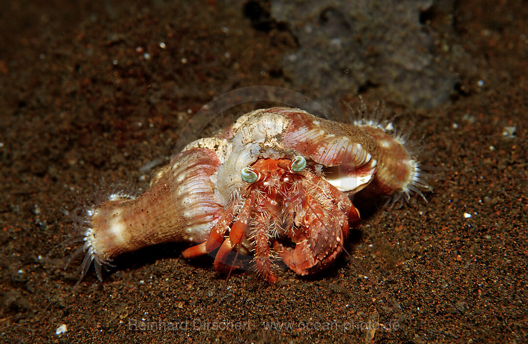 Parasit anemone hermit crab