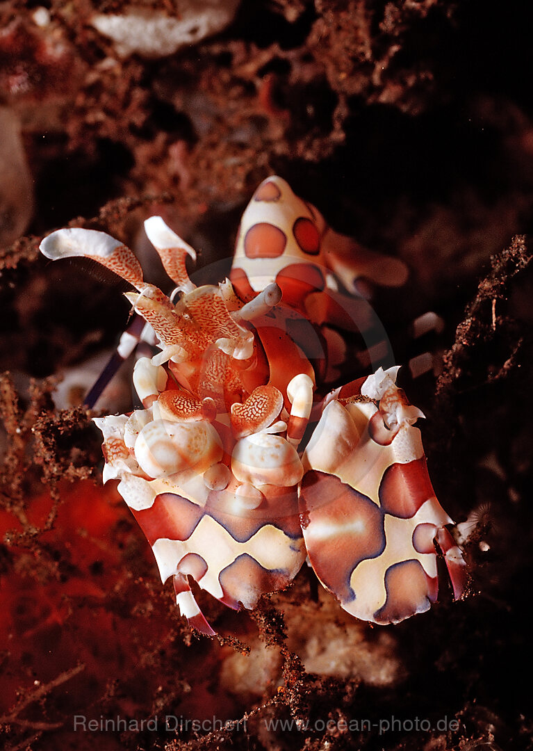 Harlekingarnele