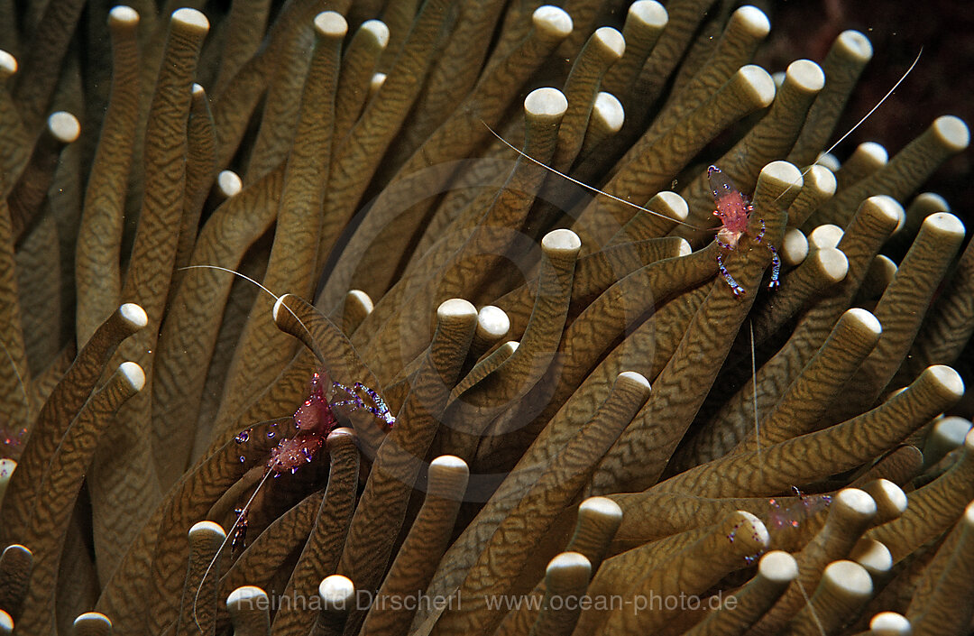 Parnergarnelen in Anemone, Periclimenes tosaensis, Komodo National Park, Indischer Ozean, Indonesien