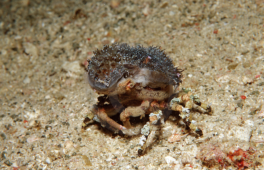 Dekorator-Spinnenkrabbe, Cyclocoeloma tuberculata, Komodo National Park, Indischer Ozean, Indonesien