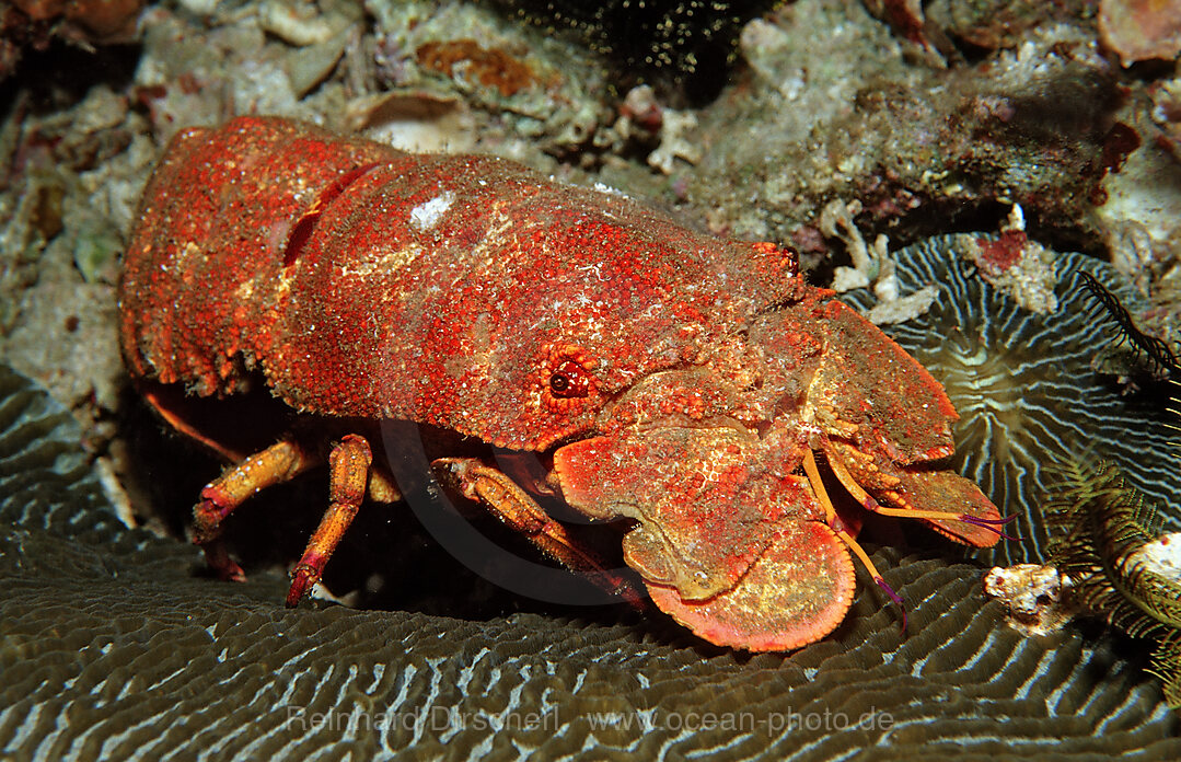 Slipper lobster