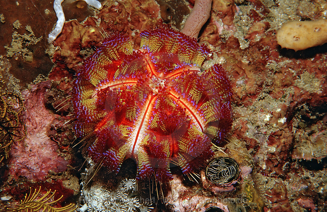 Feuerseeigel, Asthenosoma varium, Komodo National Park, Indischer Ozean, Indonesien