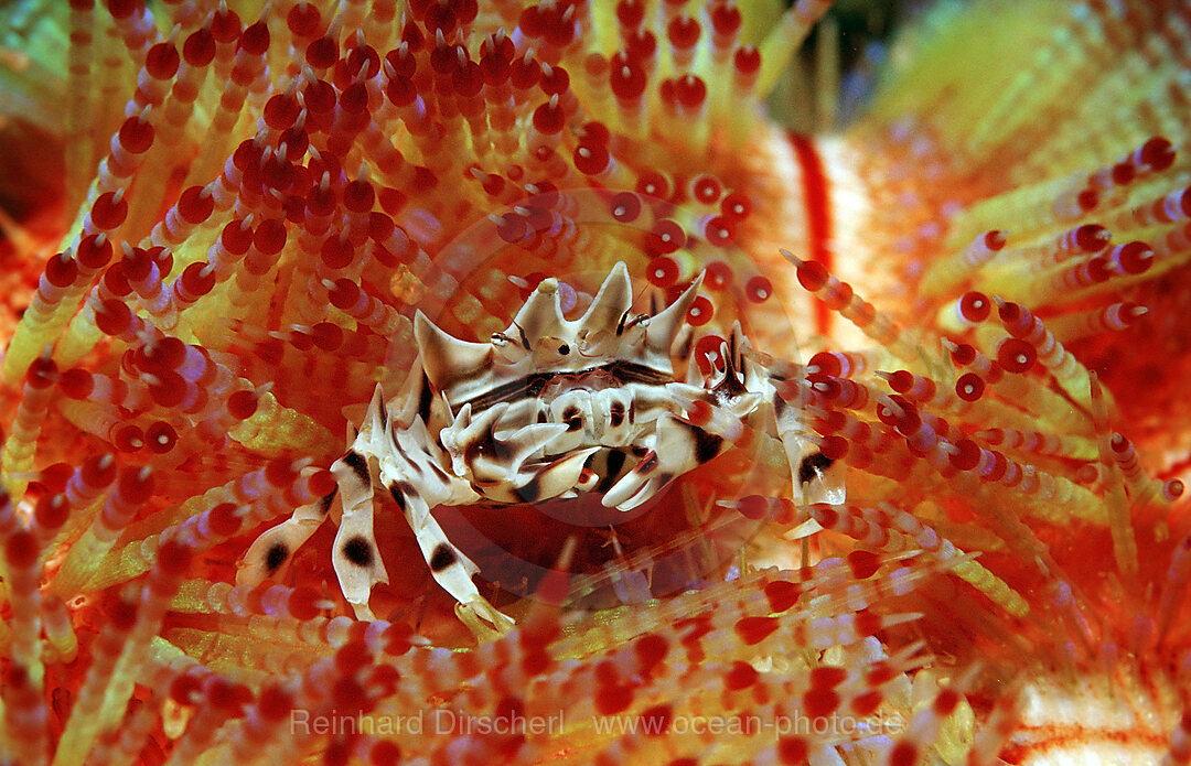 Seeigel-Krabbe, Zebrakrabbe auf Feuerseeigel, Zebrida adamsii, Asthenosoma varium, Komodo National Park, Indischer Ozean, Indonesien