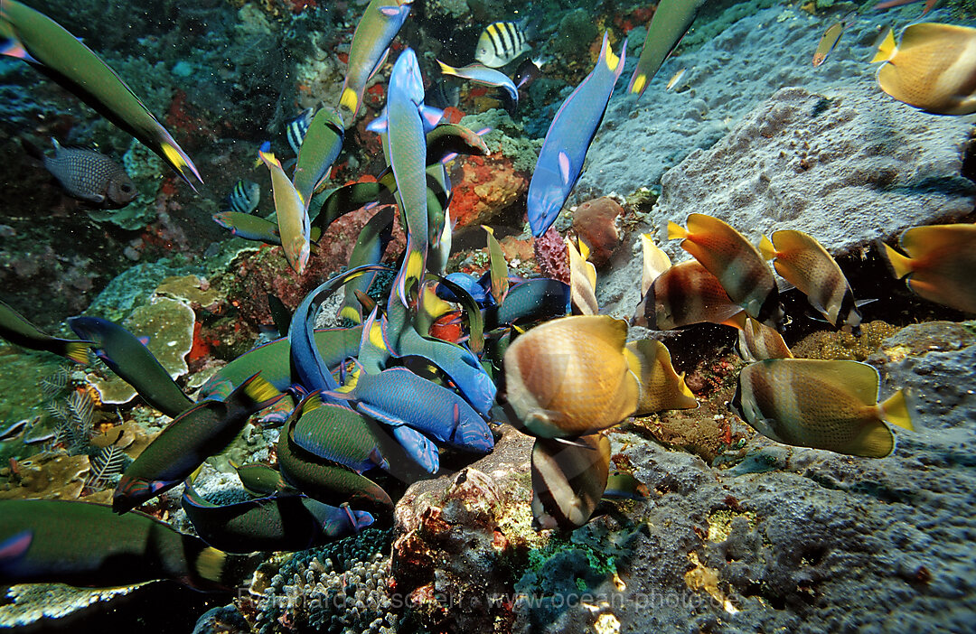 Twotone wrasses and Klein´s butterflyfishes eating eggs