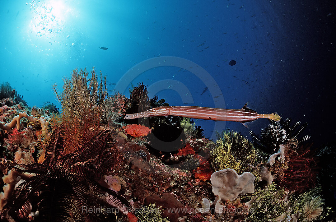 Trumpetfish