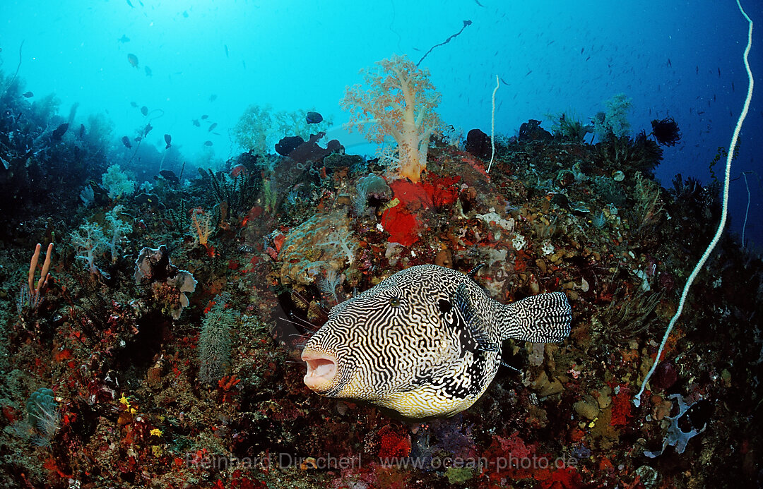 Map puffer