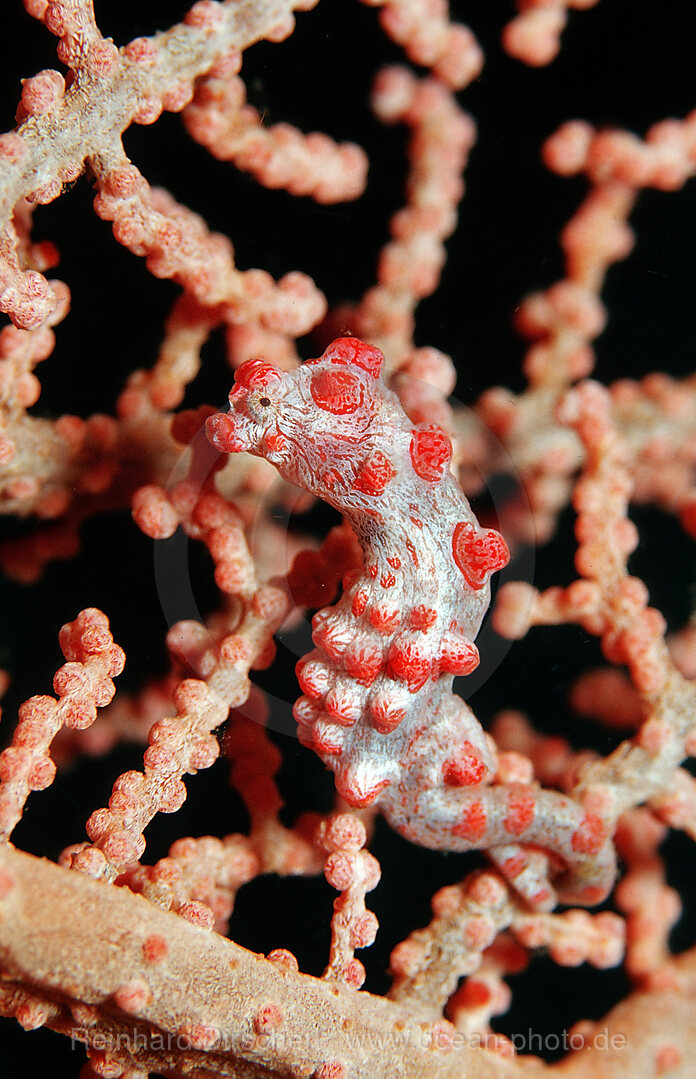 pygmy seahorse