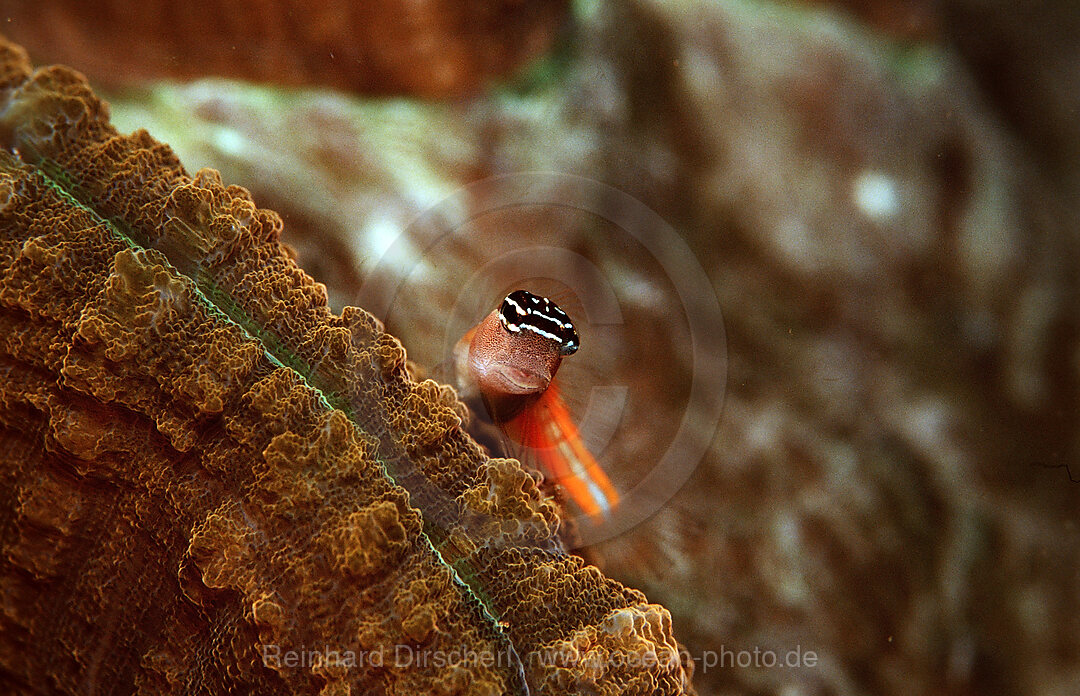 Comical blenny