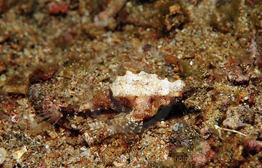 Dragonfish