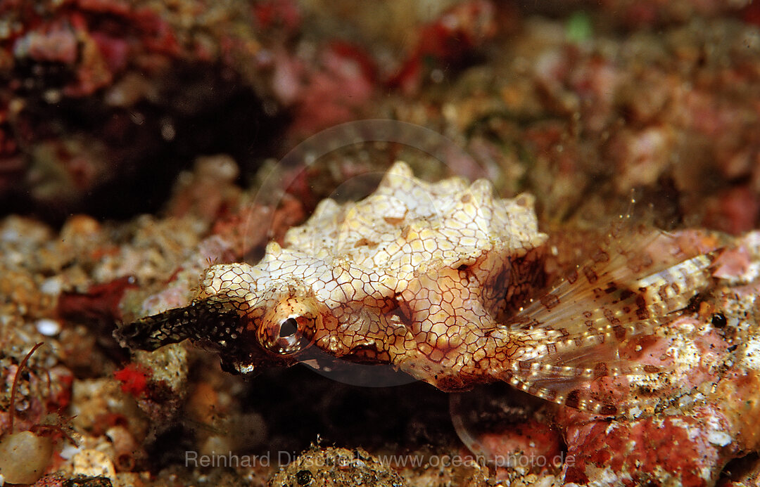 Dragonfish