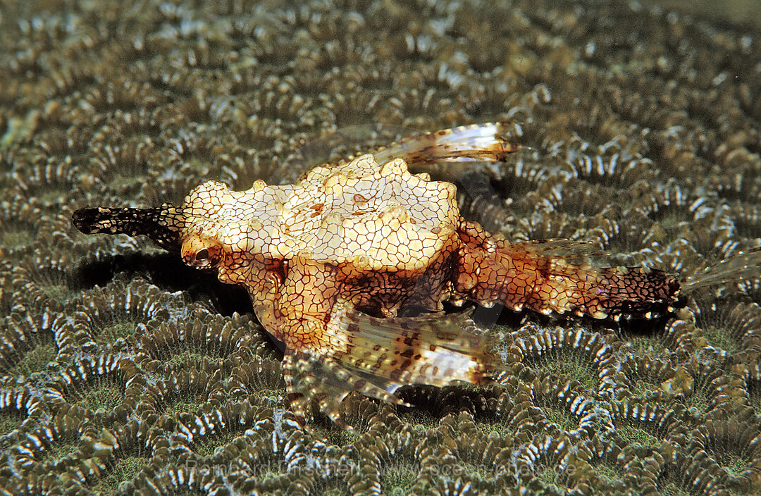 Dragonfish