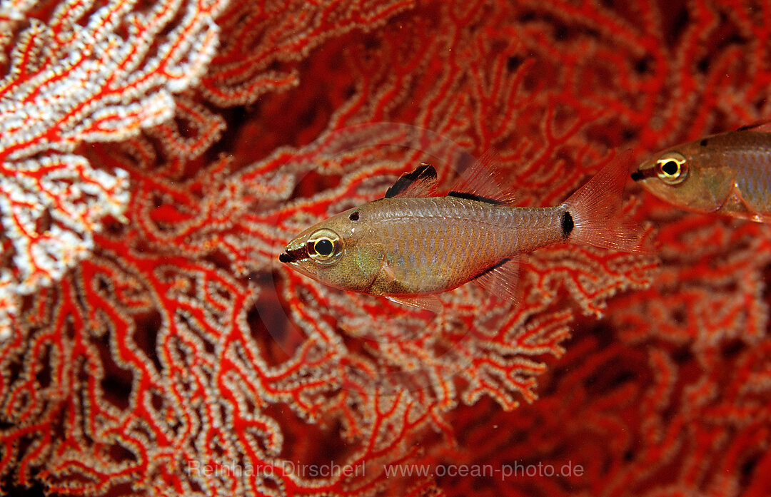 Cardinalfish
