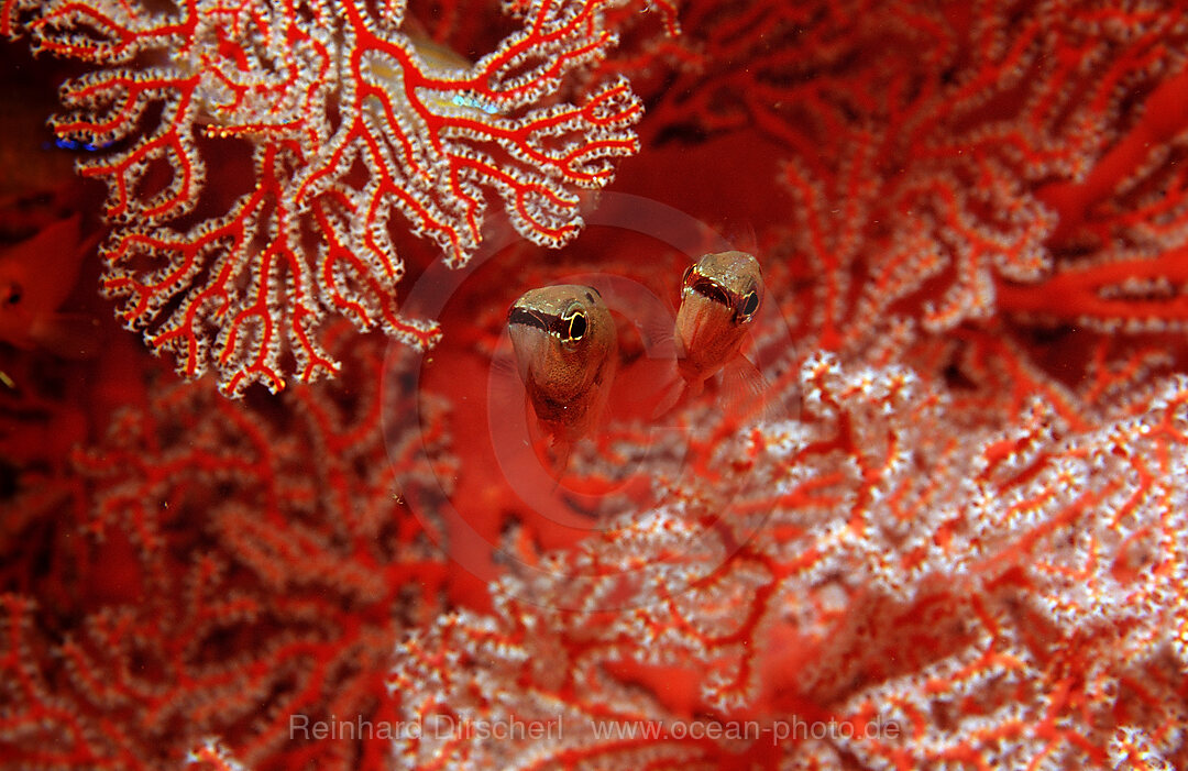 Two Cardinalfishes