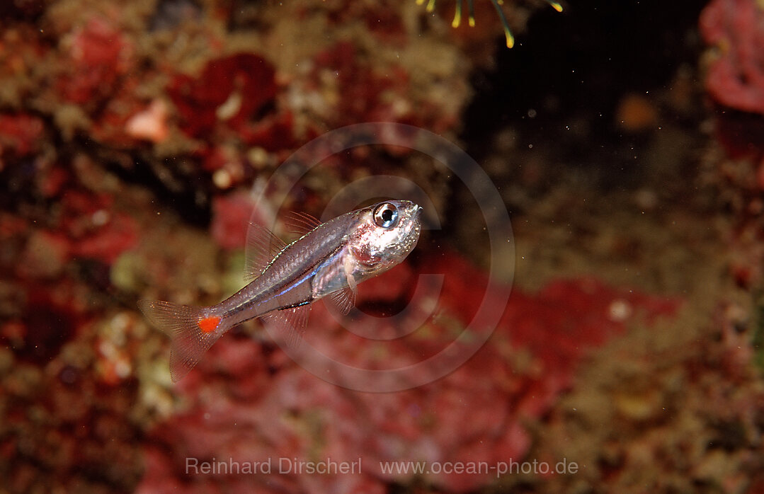 Red spot cardinalfish with eggs in mouth