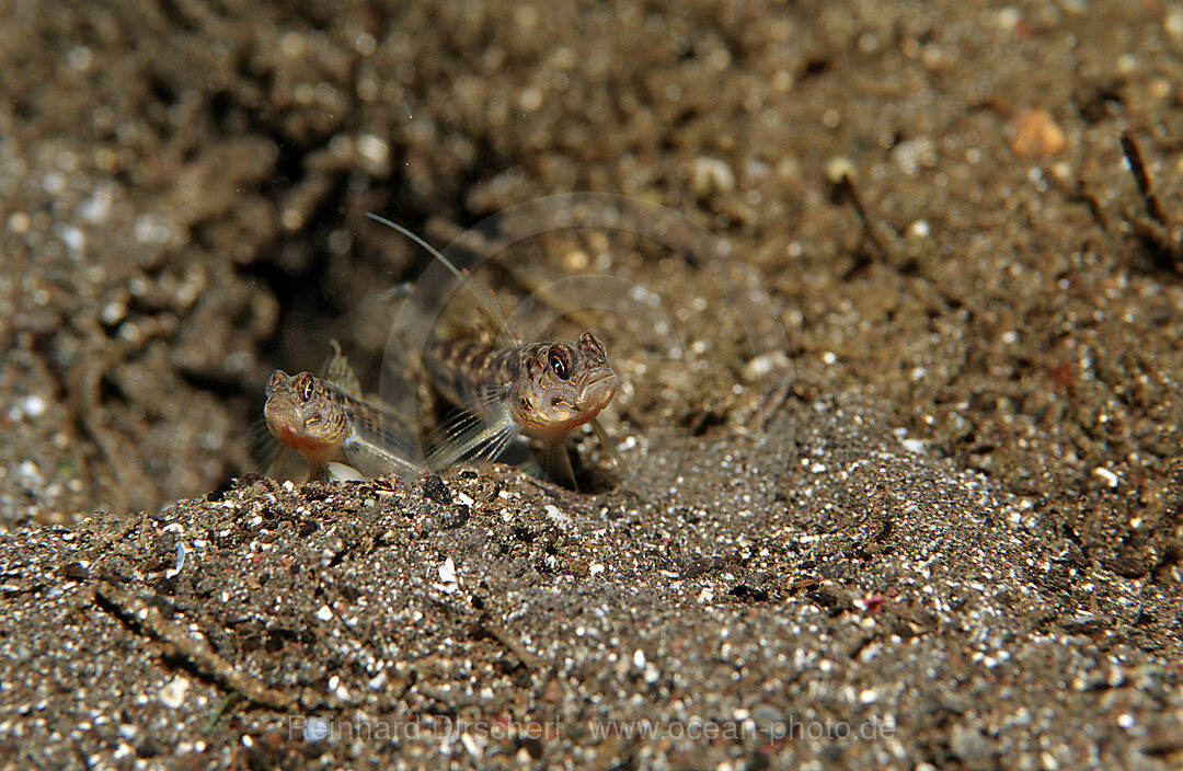 Pair of shrimp gobies