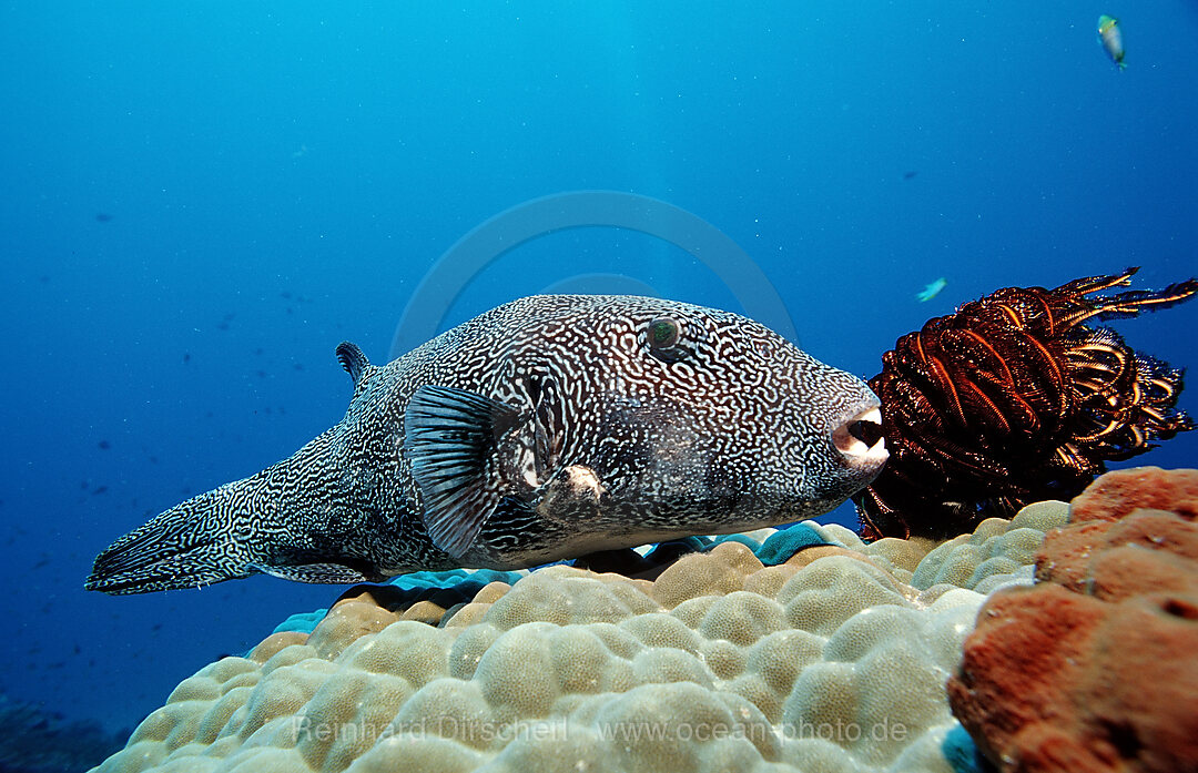 Map puffer