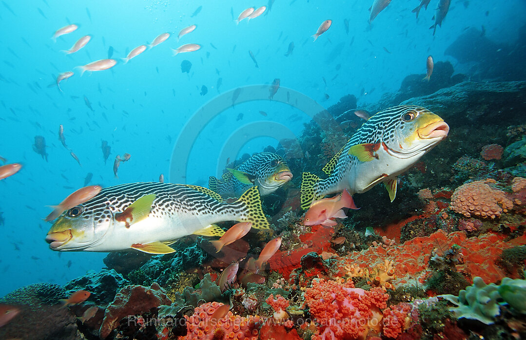 Diagonal-banded sweetlips