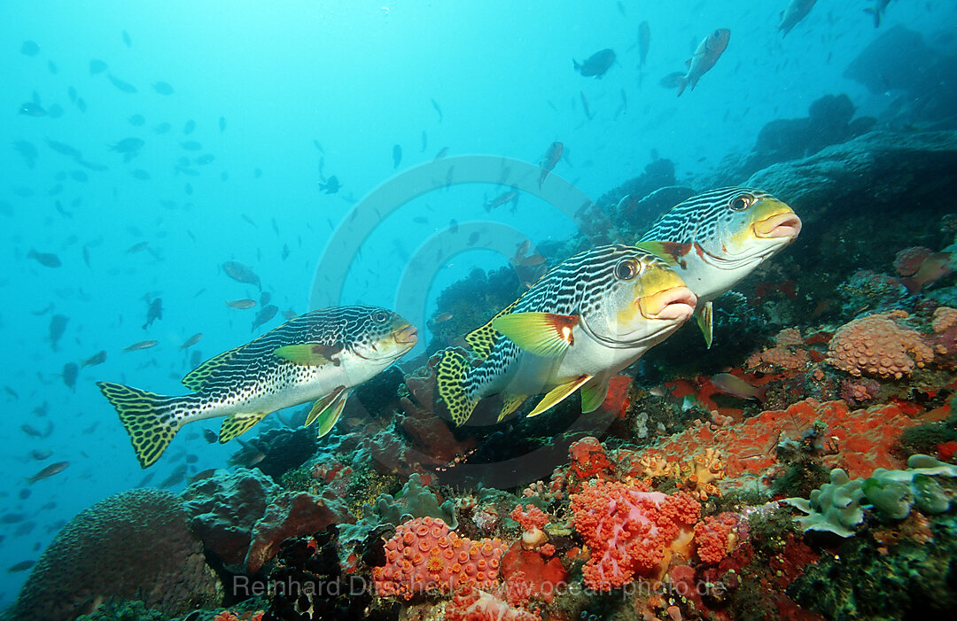 Diagonal-banded sweetlips