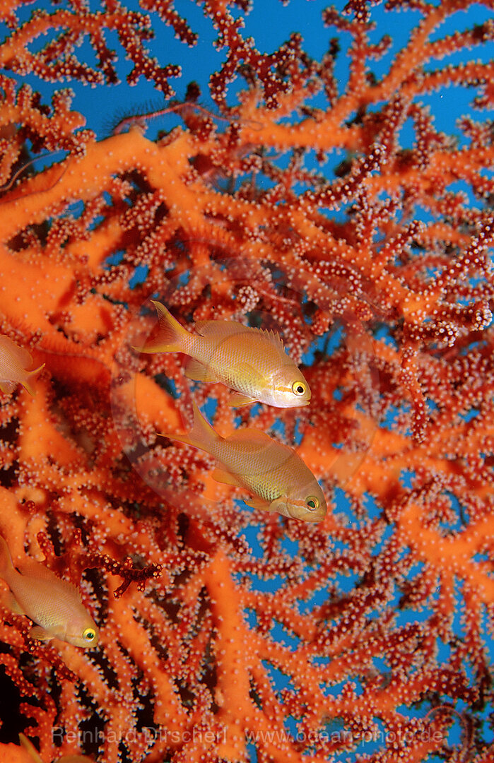 Lyretail anthias