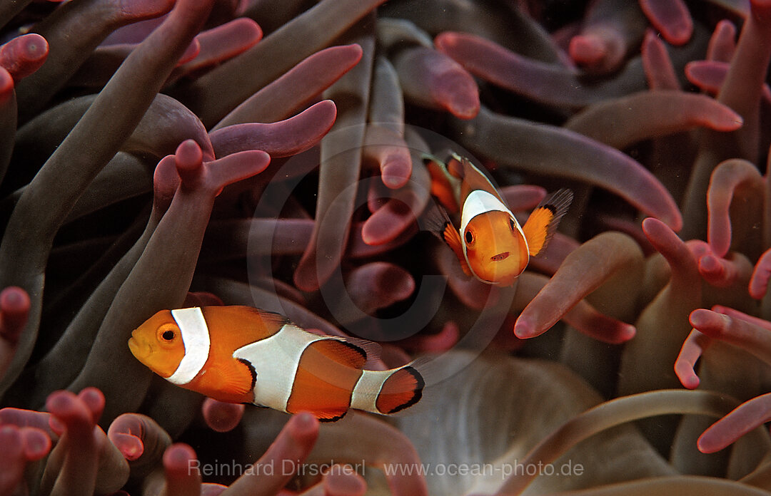 Two Clown anemonefishes