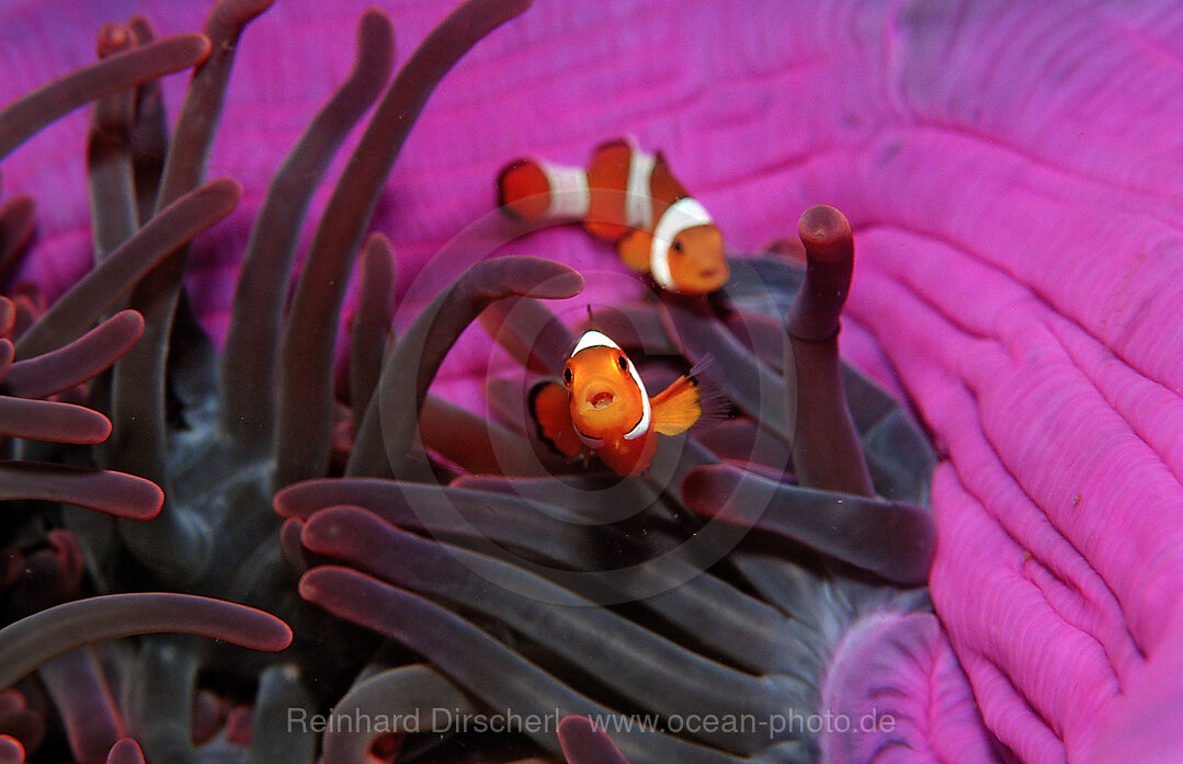Two Clown anemonefishes