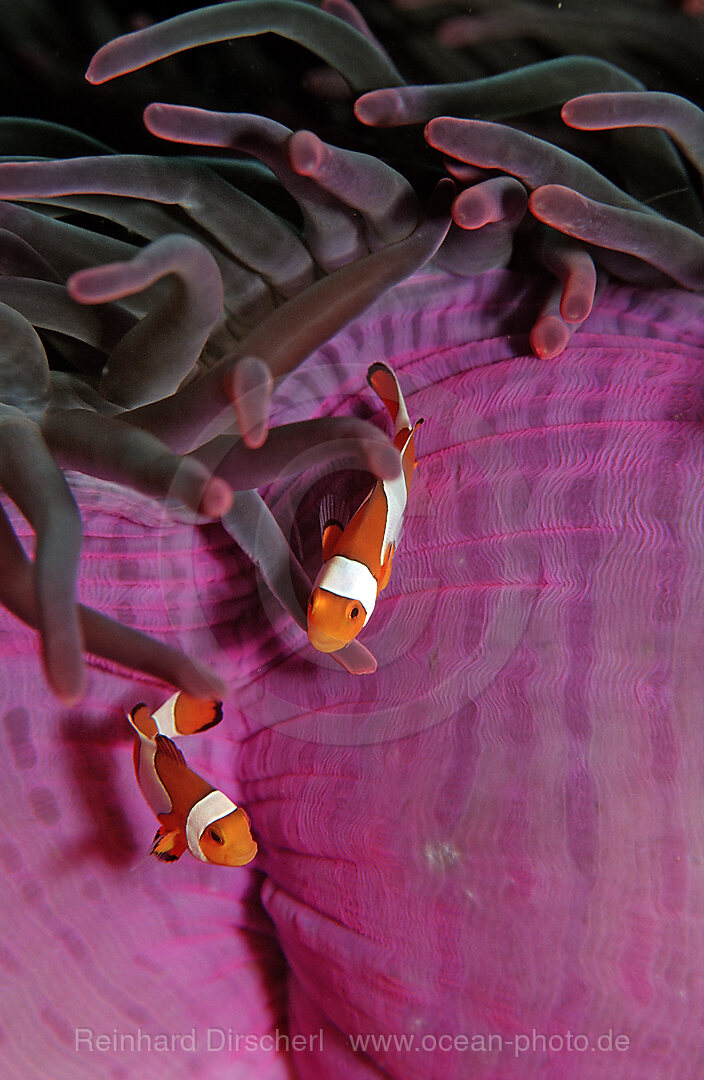 Two Clown anemonefishes