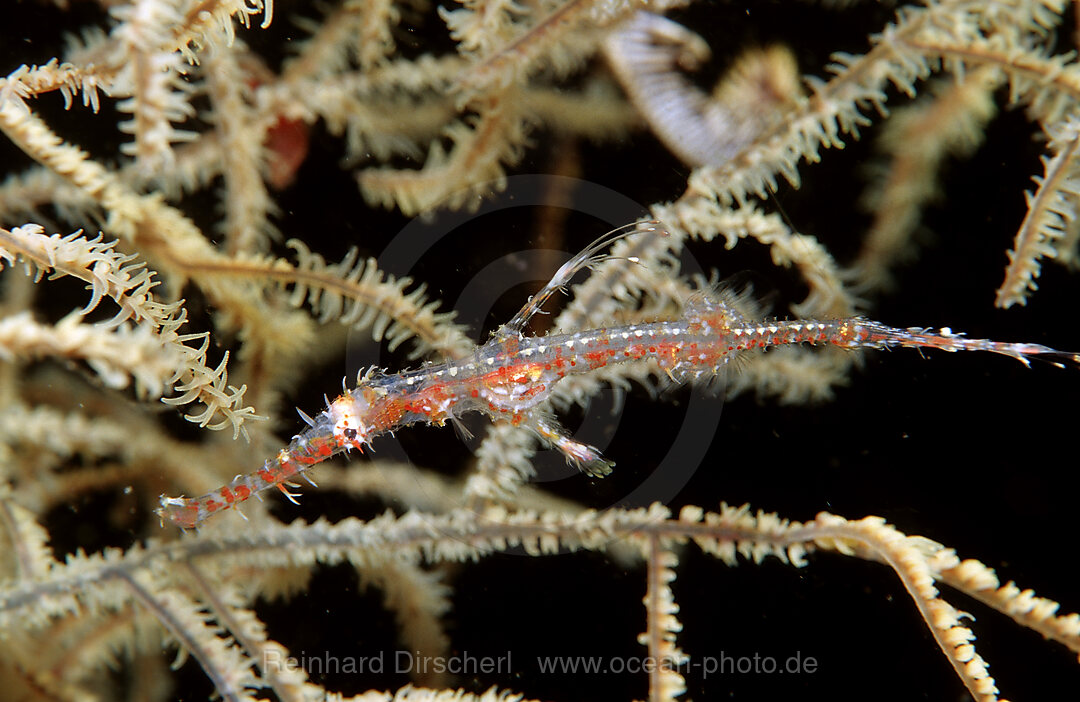 Harlekin-Geisterpfeifenfisch