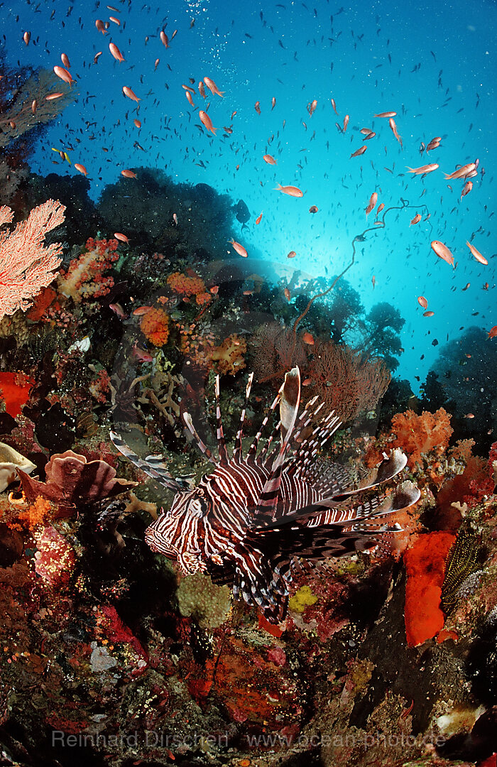 Lionfish, Turkeyfish
