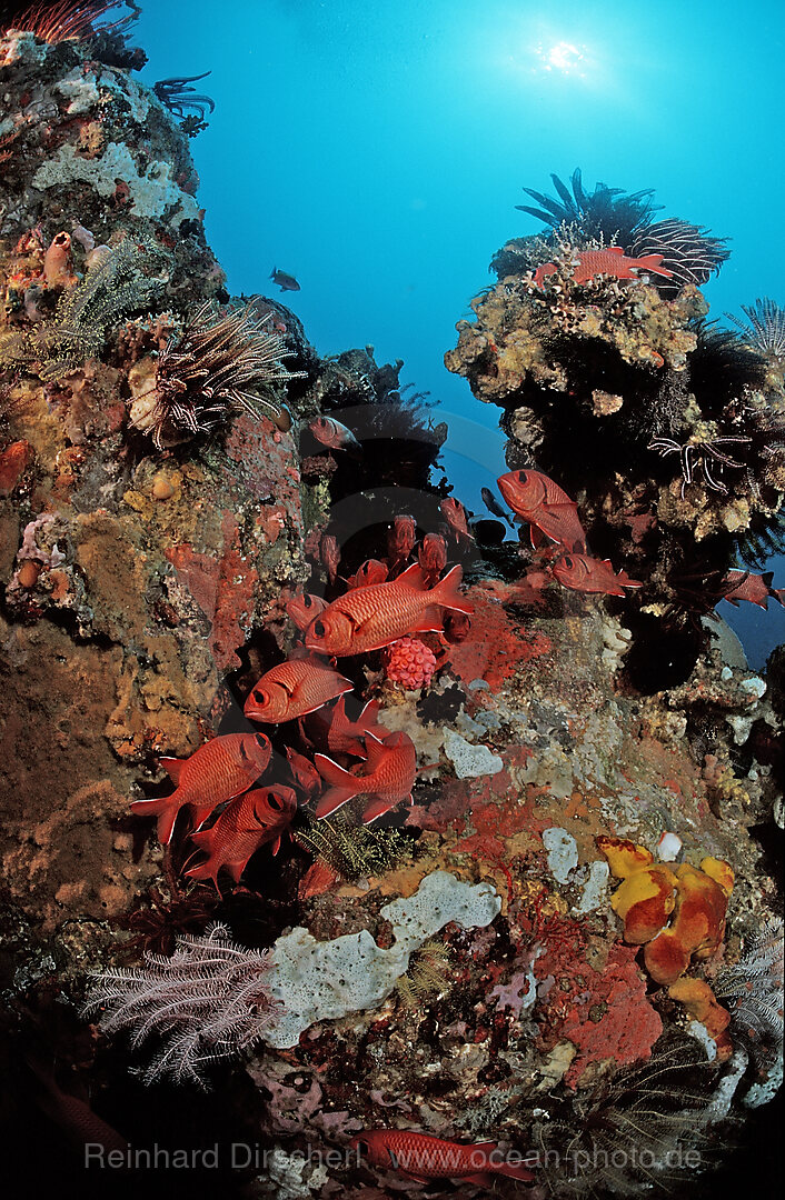 Blotcheye soldierfish