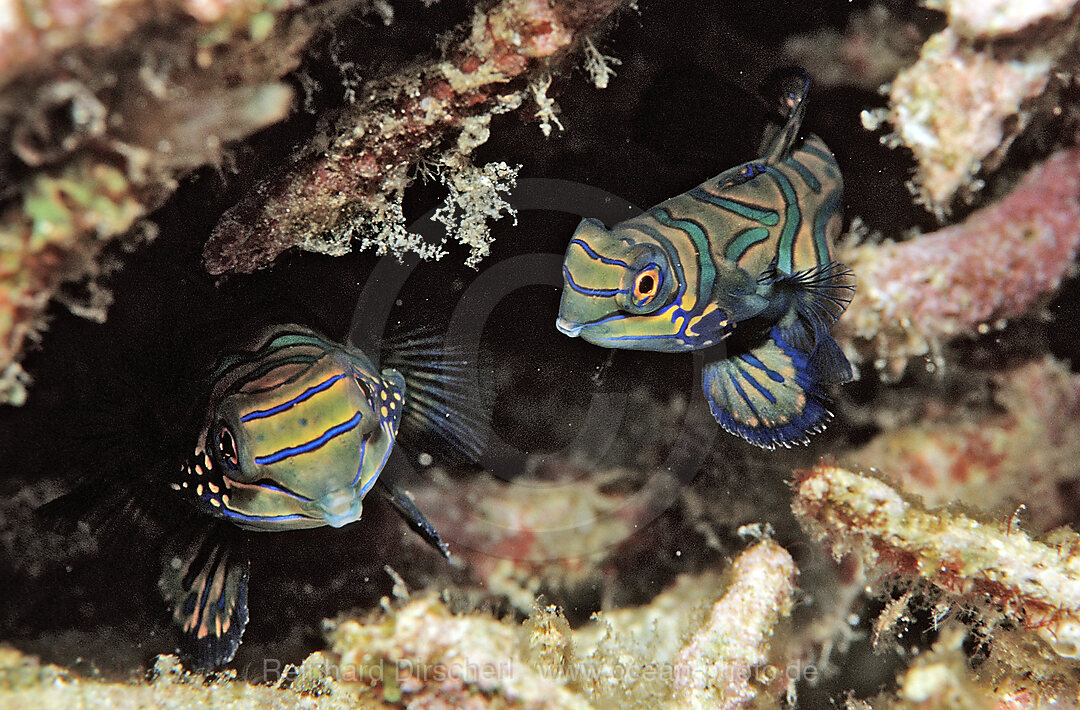 Two Mandarinfishes