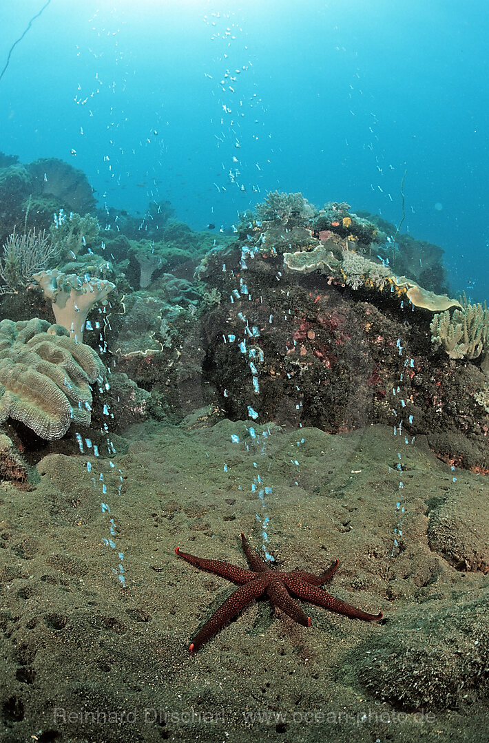 Volcanic gas bubbles