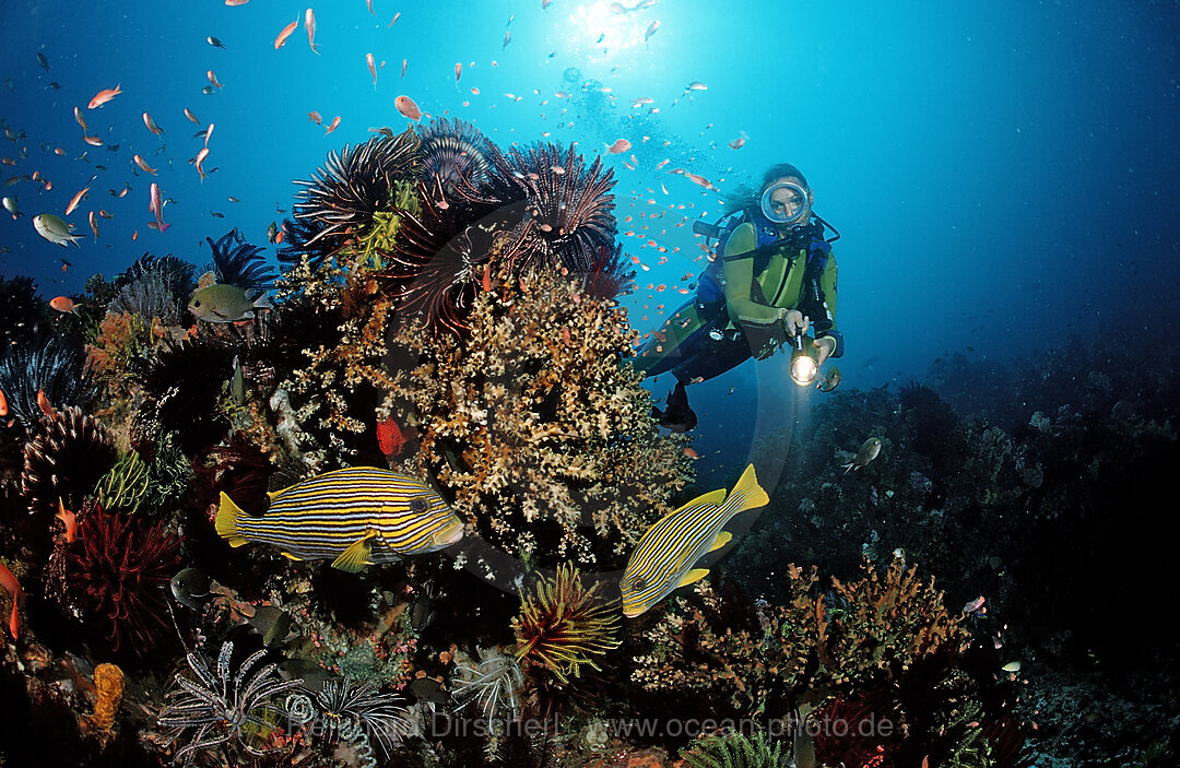 Scuba diver and Yellow-ribbon sweetlips