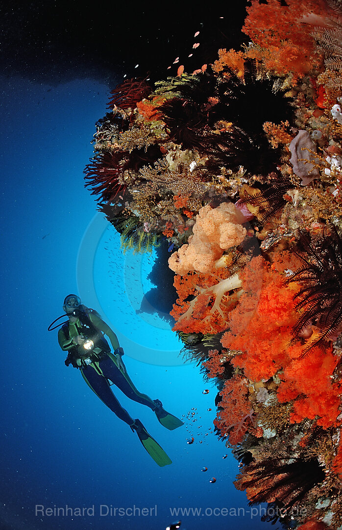 Scuba diver and coral reef