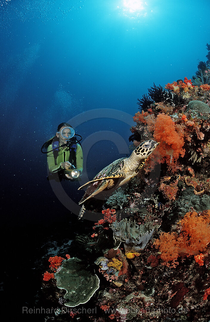 Hawksbill turtle and scuba diver
