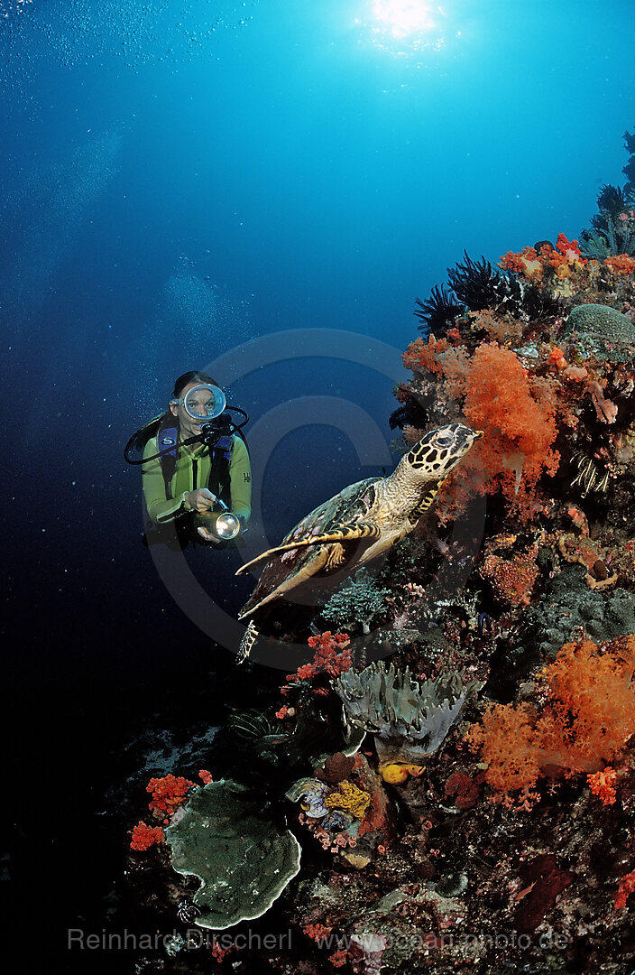 Karettschildkroete und Taucher, Eretmochelys imbricata, Bali, Indischer Ozean, Indonesien