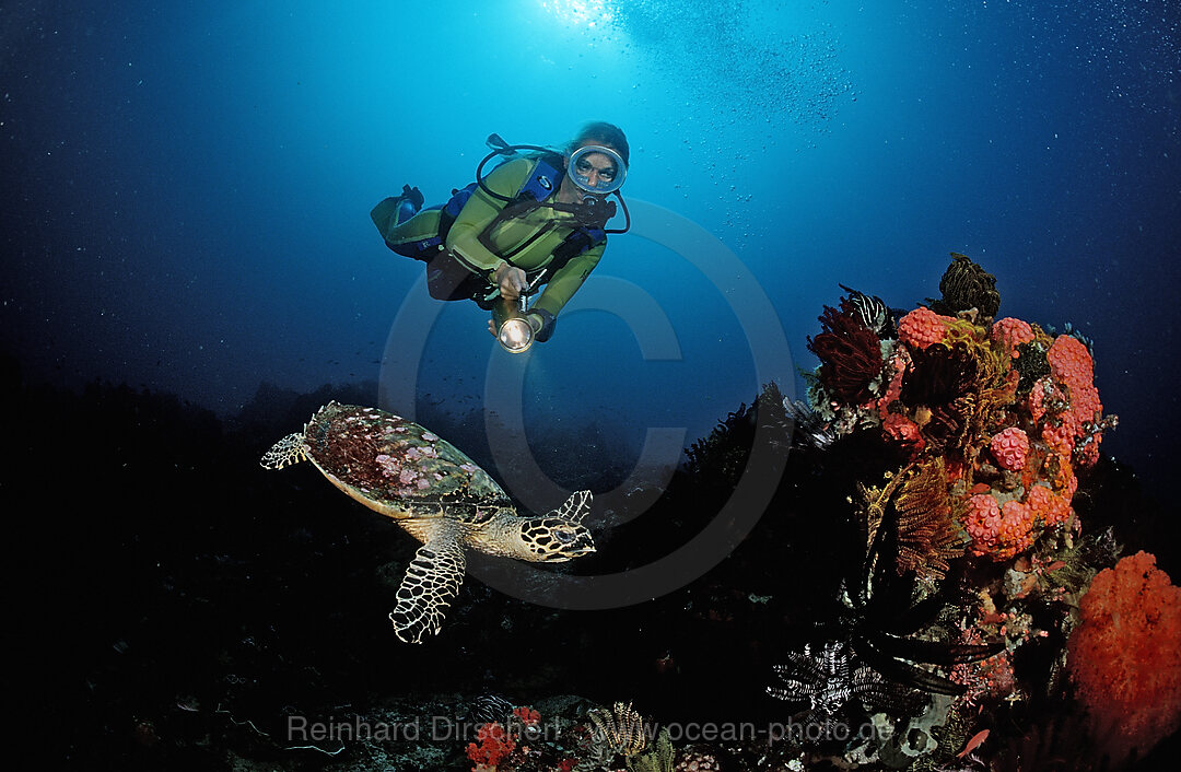 Karettschildkroete und Taucher