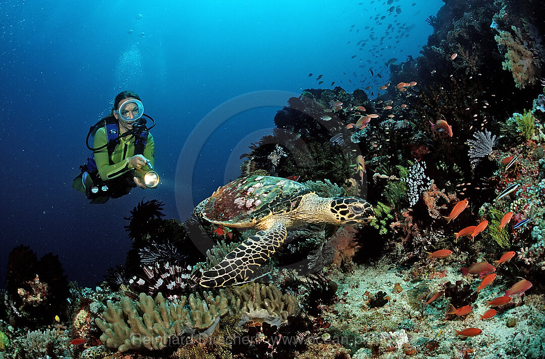 Hawksbill turtle and scuba diver