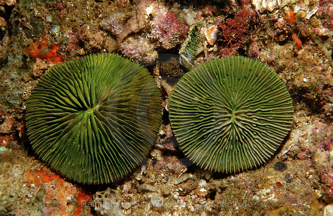 Fluoreszierende Pilzkoralle, Korallenfluoreszenz, Ctenactis echinata, Komodo National Park, Indischer Ozean, Indonesien