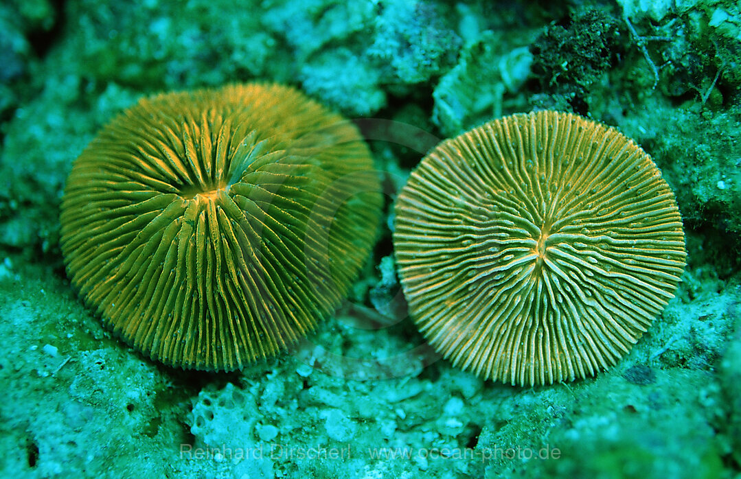 Fluoreszierende Pilzkoralle, Korallenfluoreszenz, Ctenactis echinata, Komodo National Park, Indischer Ozean, Indonesien