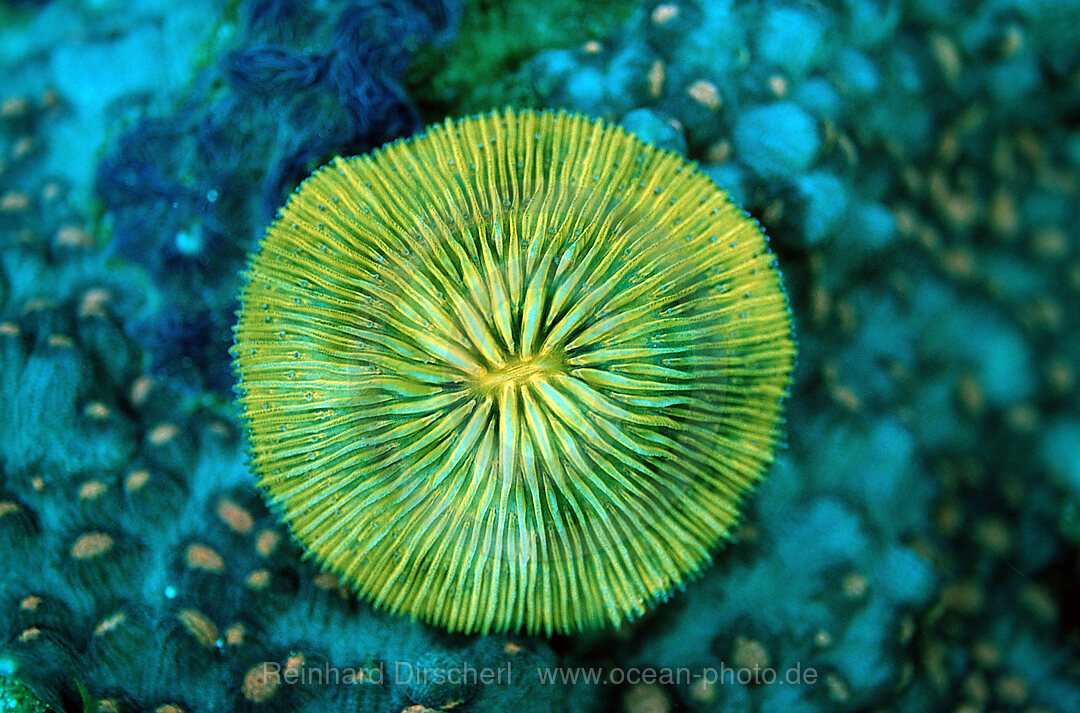 Fluoreszierende Pilzkoralle, Korallenfluoreszenz