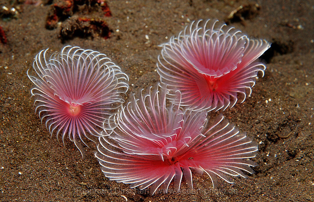 Three Fan worms
