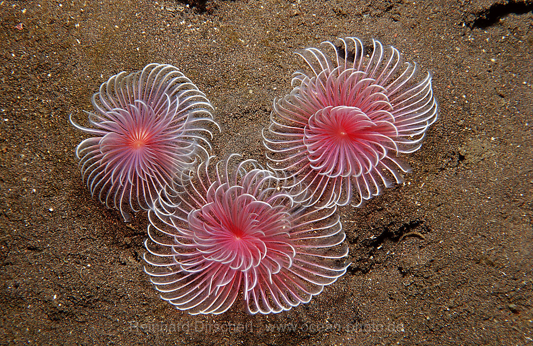 Three Fan worms