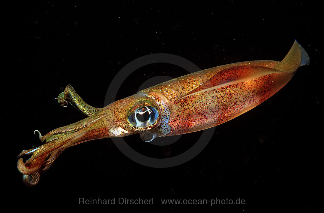 Reef squid at night