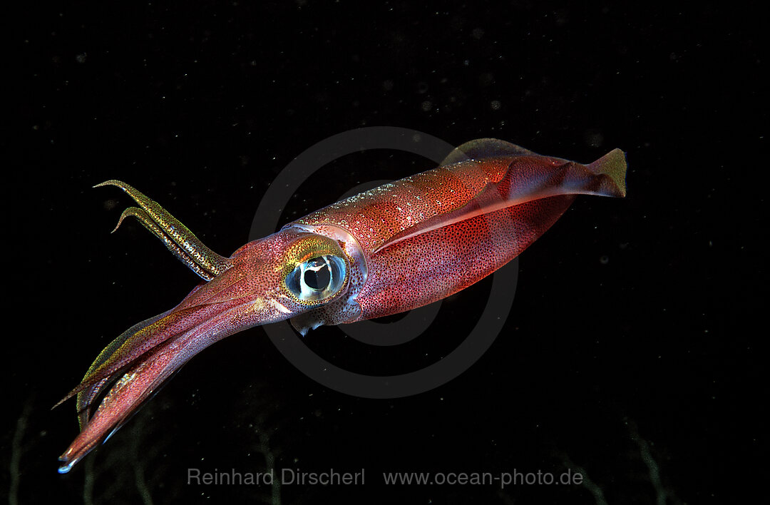 Reef squid at night