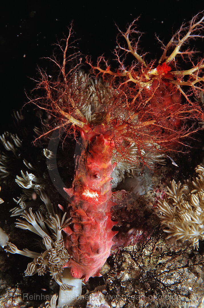 Sea cucumber