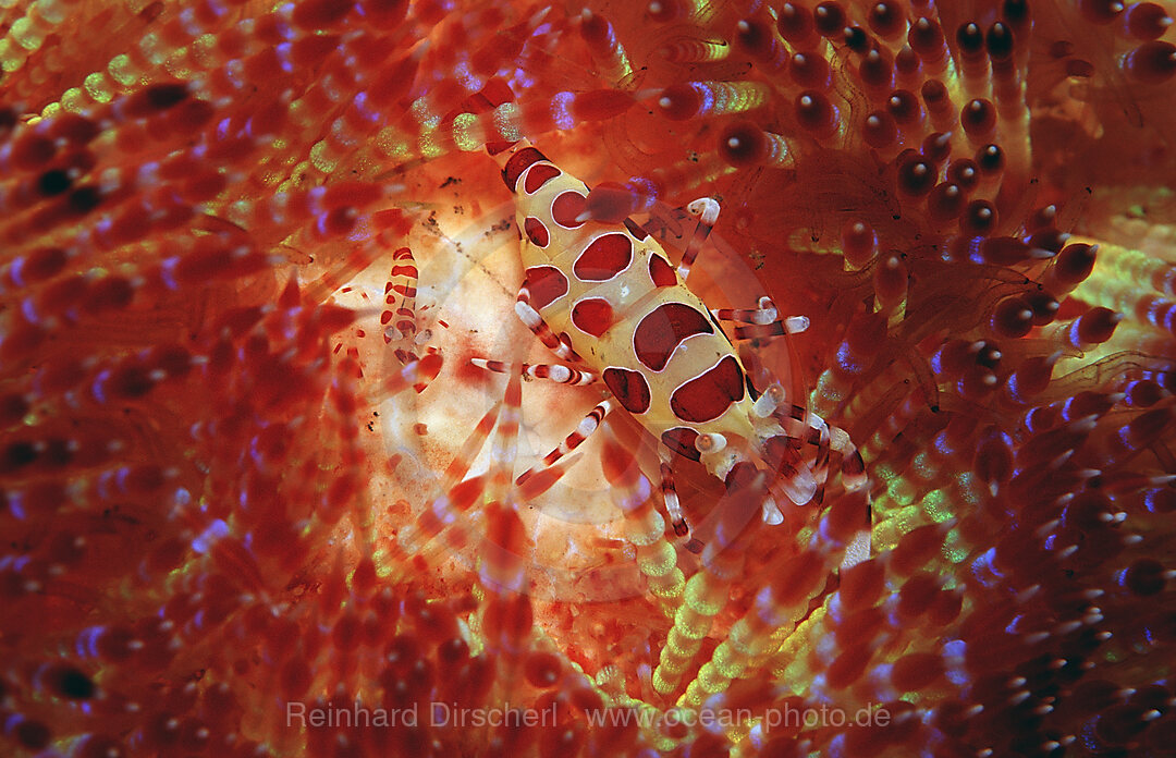 Colemans Partnergarnelen auf Feuerseeigel, Periclimenes colemani, Asthenosoma varium, Bali, Indischer Ozean, Indonesien