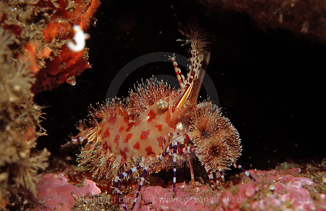 Marbled shrimp
