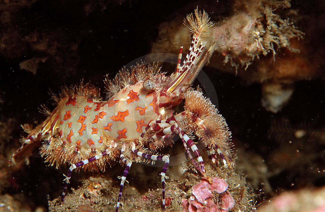 Marbled shrimp