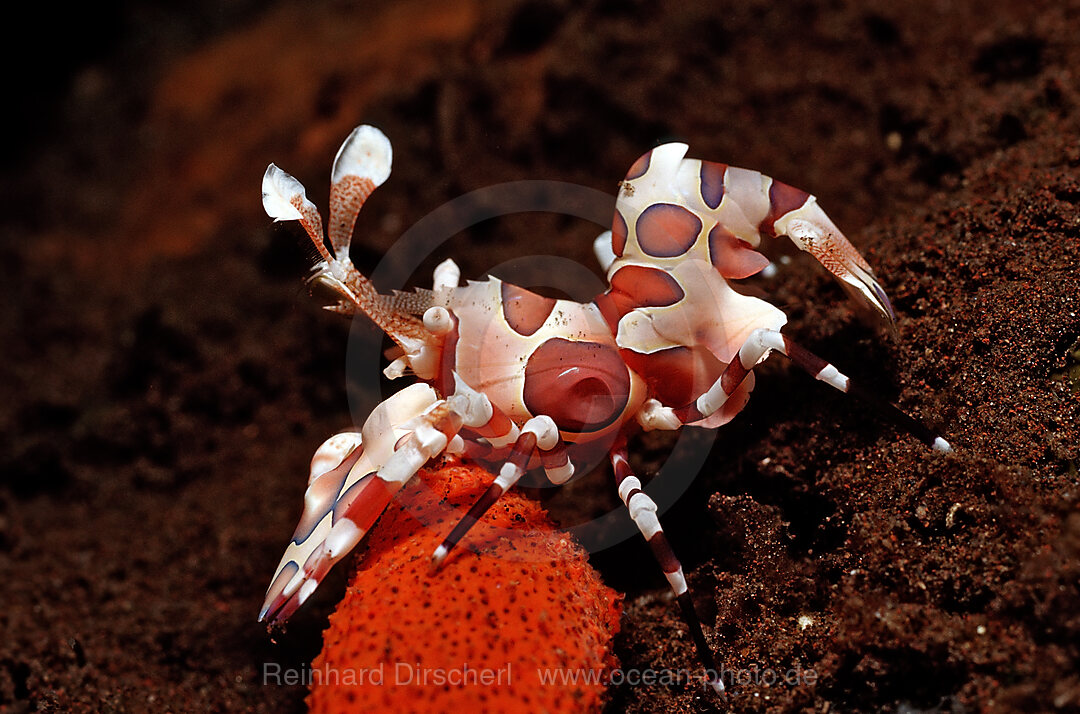 Harlekingarnele frisst Seestern